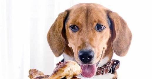 五年相伴，方悟真諦 讓愛犬更健康的科學養狗法則