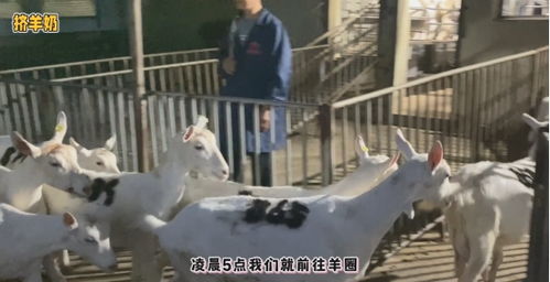 透明工藝，安心之選 谷登大白寵物羊奶，開啟國(guó)內(nèi)寵物食品新標(biāo)準(zhǔn)