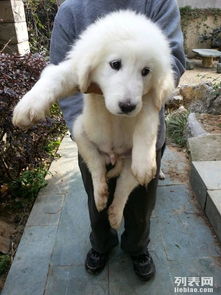家有萌犬待新家 純種大白熊寶寶溫暖尋主