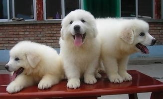 南京專業(yè)犬舍實(shí)體店 健康大白熊幼犬，質(zhì)保三月贈(zèng)用品簽協(xié)議