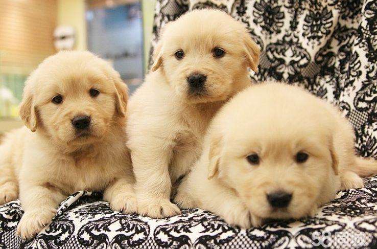 狗狗穿鞋子，到底好不好？