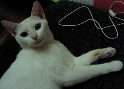 大白與小黑 籬笆網(wǎng)上最暖的母子情深